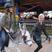12. Harriet rides a donkey