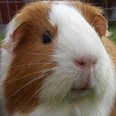Daleside Pet Pics Competition