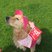 41. Race for Life Brighton - Sunday 