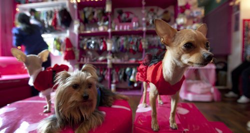 Best dressed dogs