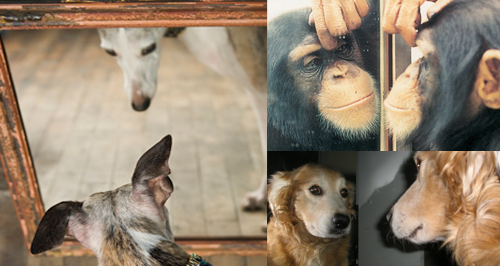 Animals seeing their reflections