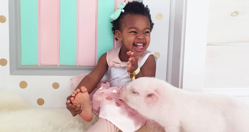 a little child and a pig