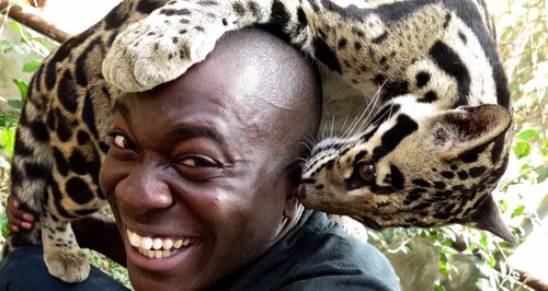 sky, big cats