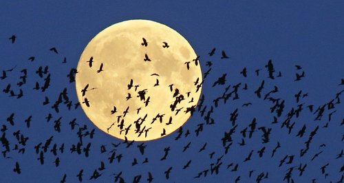 Perigee moon with birds flying past it