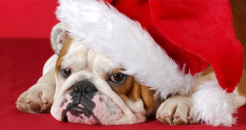 dog article image
