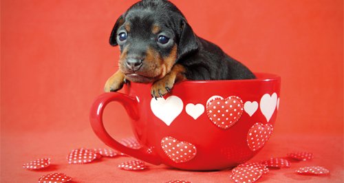 dog valentine
