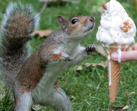 A cheeky squirrel takes a lick from a tourist's ice cream in St James ...